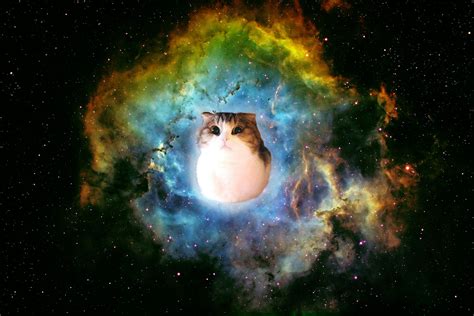 Space Cat Wallpaper iPhone - WallpaperSafari