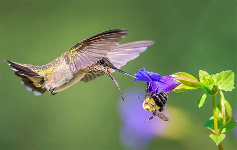 Best Hummingbird Nectar Recipe - Hummingbirds Plus