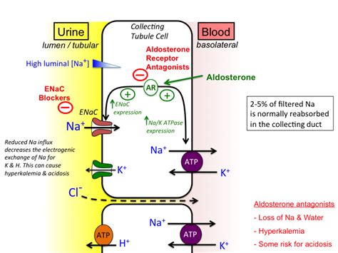 potassium_sparing_diuretics [TUSOM | Pharmwiki]