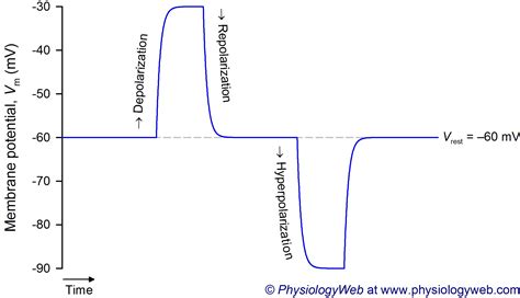 Depolarization, repolarization, and hyperpolarization - PhysiologyWeb