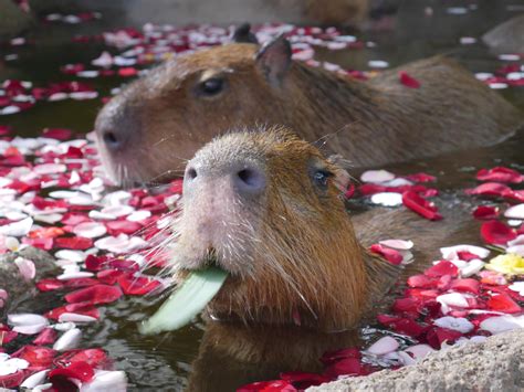 [album] Flower hot tub Capybaras at Kobe Animal Kingdom : r/capybara