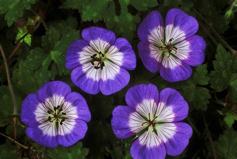 16 Eye-Catching Varieties of Hardy Geranium