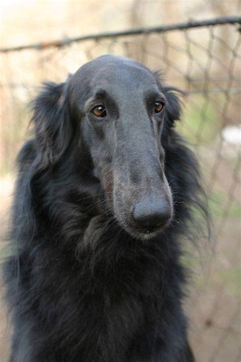 Black borzoi | Borzoi dog, Dogs, Beautiful dogs