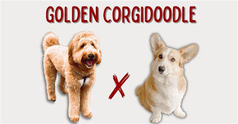 Corgi Goldendoodle Mix: A Short and Fluffy Breed Guide