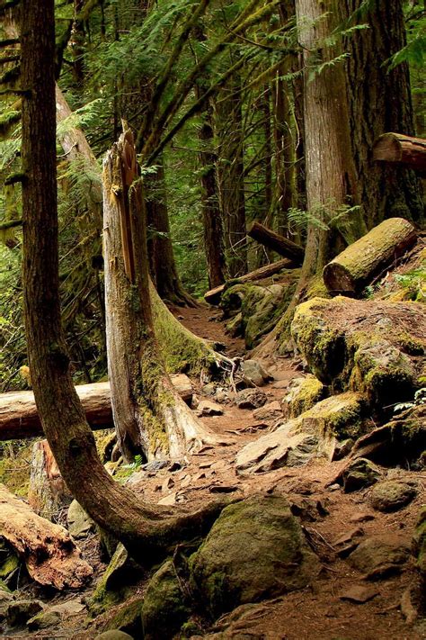 21 Spectacular Hikes Near Eugene, Oregon | Oregon photography, Oregon ...