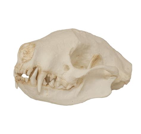 Replica Striped Skunk Skull For Sale – Skulls Unlimited International, Inc.