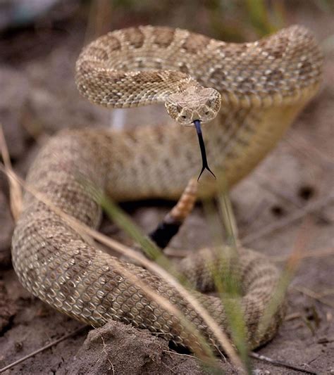 Two rattlesnake bites in three days in Colorado Springs parks signal reptiles' emergence | News ...