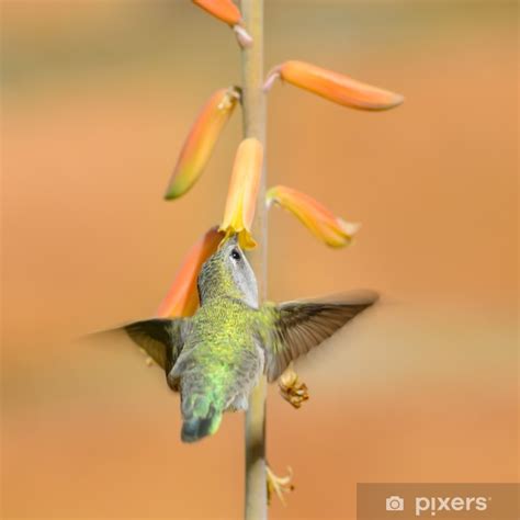 Poster Hummingbird - PIXERS.UK