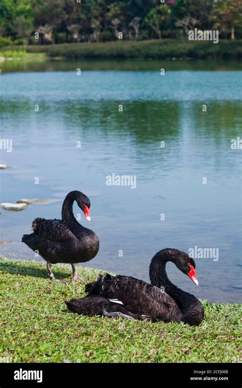 two black swan on the lake Stock Photo - Alamy