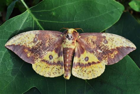 Imperial Moth | Eacles imperialis Another species of Giant S… | Flickr