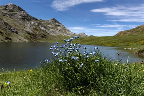 Myosotis L. | Plants of the World Online | Kew Science