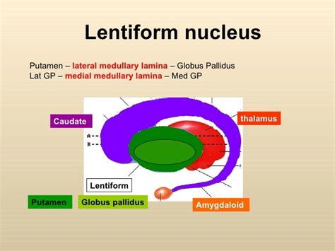 Basal Ganglia Lentiform Nucleus