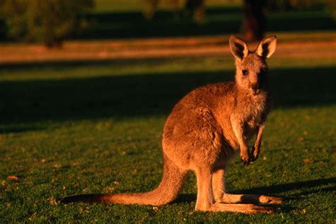 This summer's best secret: Australia's winter - Lonely Planet