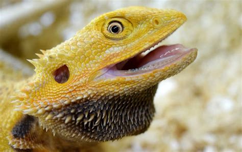 Do Lizards Have Teeth: Facts You Need To Know - The Brussels Morning ...