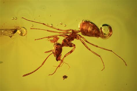 Fossil Ant & Wasp In Baltic Amber (#38893) For Sale - FossilEra.com