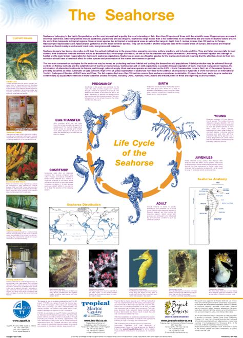 Seahorse Life Cycle - La Tene Maps