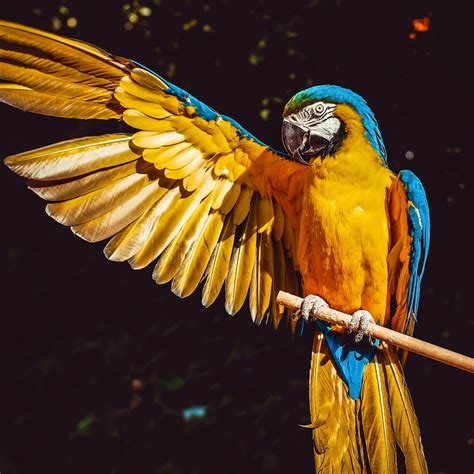 Yellow Macaw Wallpaper 4K, Bird, Colorful, Parrot