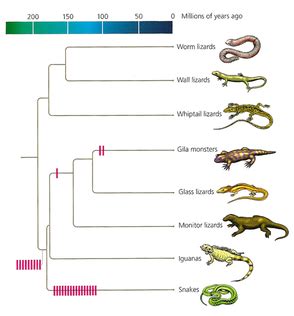 history of lizards - LOVELY LIZARDS