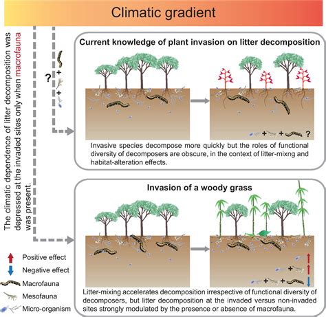 Functional diversity of decomposers modulates litter decomposition ...