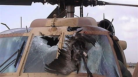 Bird Strike Damage | Fox News