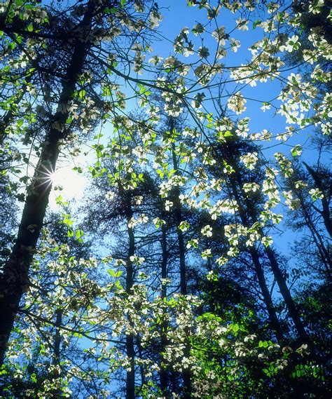 USA, North Carolina, Flowering Dogwood Photograph by Jaynes Gallery - Fine Art America