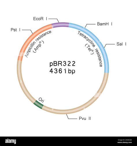 Colorful Deseigning of Plasmid pBR322 Structure. Vector Illustration ...