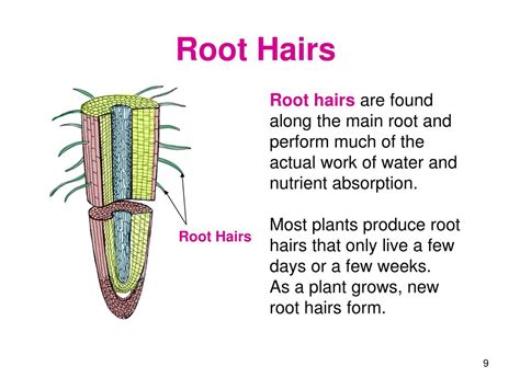 PPT - Plant Science PowerPoint Presentation, free download - ID:1159352