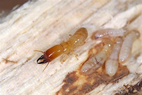 Signs of Drywood Termites | Bug Ninja Pest Control - Bug Ninja Pest Control