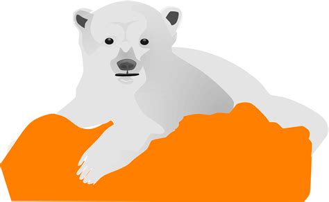 Top 129 + Ice bear animal - Inoticia.net