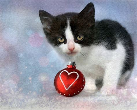 Christmas Kitten Watercolor Art Free Stock Photo - Public Domain Pictures