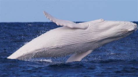 Scientia potentia est: Rare footage captured near Australia: '' It is Migaloo, the white whale ...