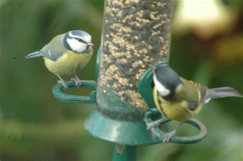 The Dutch Chaser: Vogels in de tuin