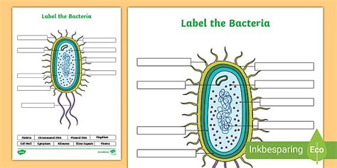 Label the Bacteria (teacher made) - Twinkl