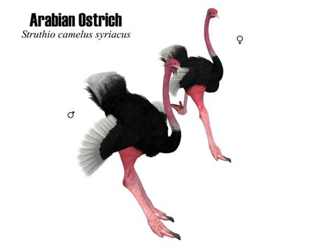 Arabian Ostrich - SongbirdReMixWiki