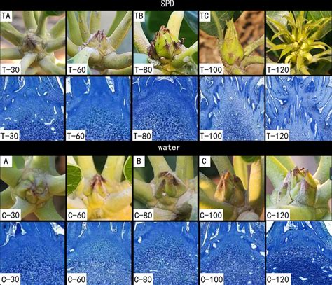 Morphological changes of mango buds at different stages of floral... | Download Scientific Diagram