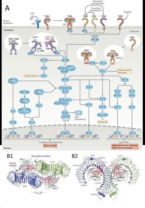 8: Overview of TLR signalling pathways and TLR structure. A) Toll-like... | Download Scientific ...