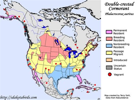 Yellow-headed Blackbird - Species Range Map