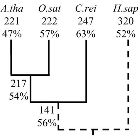 Intron phase distributions predicted using the all-pattern intron... | Download Scientific Diagram