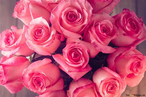 Valentine's day - pink roses bouquet 2K wallpaper download