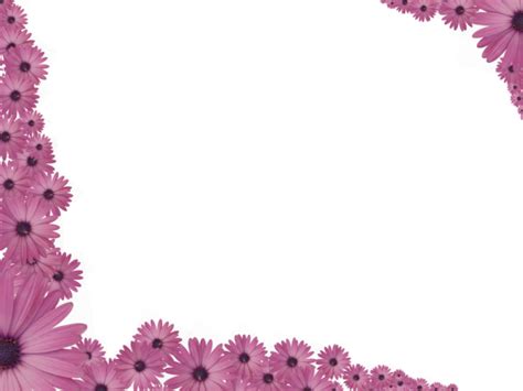 Pink Flowers Sprinkled at corners of Rectangular Powerpoint Transparent Background border | 3D ...