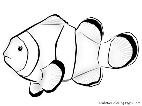 Parrot Fish Coloring Page at GetColorings.com | Free printable colorings pages to print and color