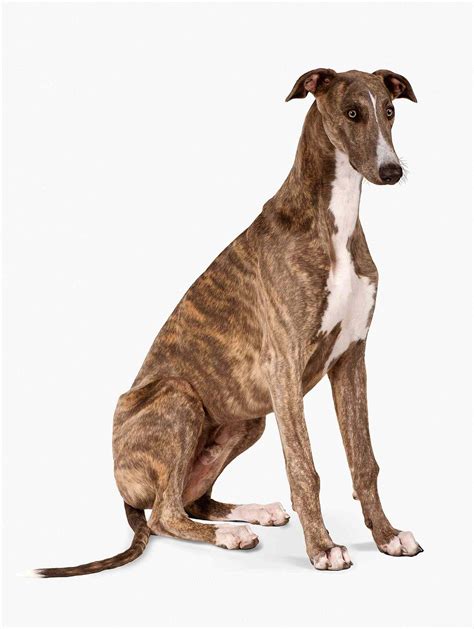 Is A Greyhound A Good House Dog? Exploring The Graceful Companion