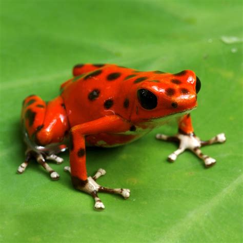 Poison Dart Frog | Rainforest Alliance | Pour les entreprises