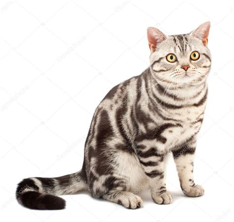 American Shorthair cat — Stock Photo © vlad_star #5691408