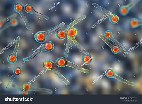 Clostridium Tetani Bacteria Causative Agent Tetanus Stock Illustration 2176777277 | Shutterstock