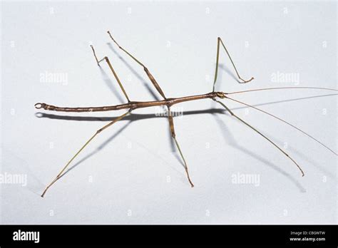 Stick Bug, aka walking stick (Family Phasmatidae, species unknown Stock ...