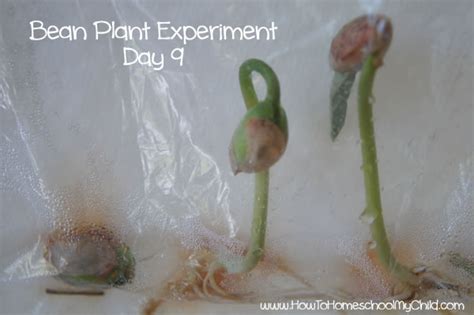 Bean Plant Experiment for Kids - Update - How To Homeschool My Child