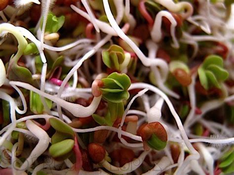 Radish sprouts - TRENDY DAMSELS