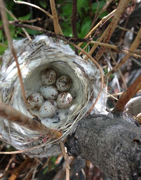 Yellow Warbler nest | Birds, Food, Nest