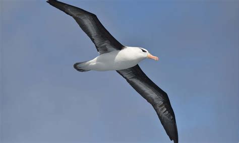 10 Incredible Albatross Facts - A-Z Animals